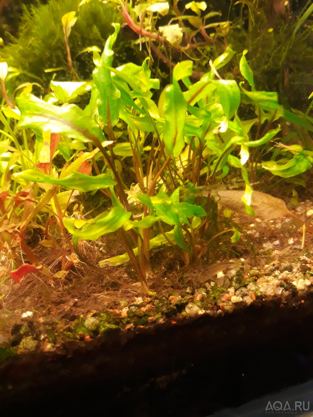 Cryptocoryne wendtii cv. scurrilis.