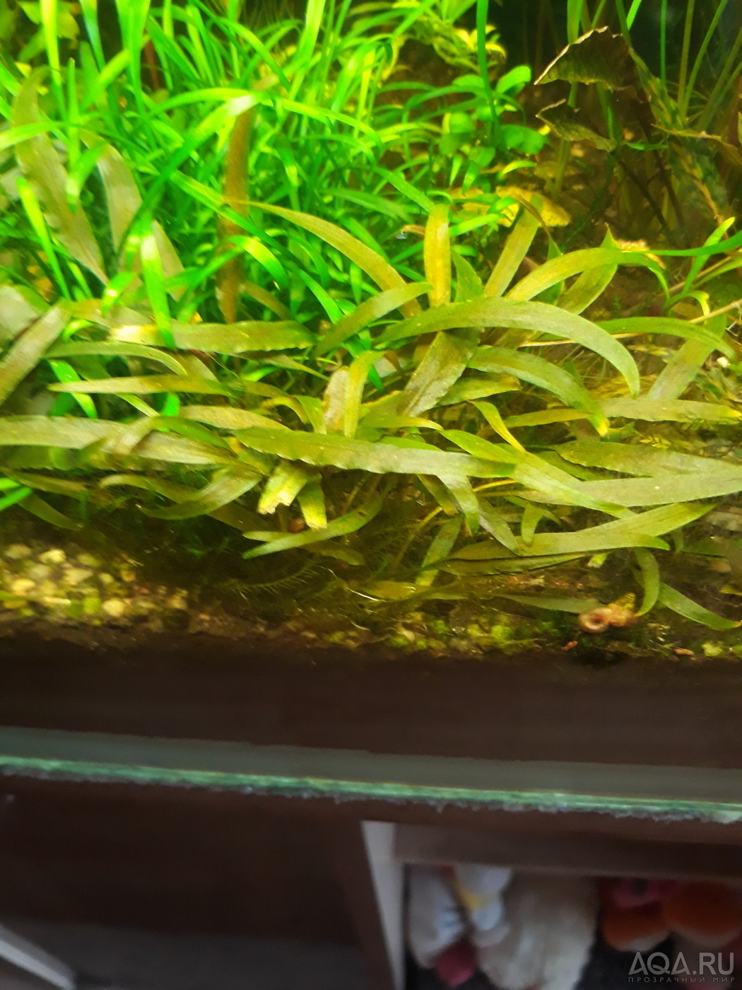 Криптокорина Валкера (Cryptocoryne walkerii)