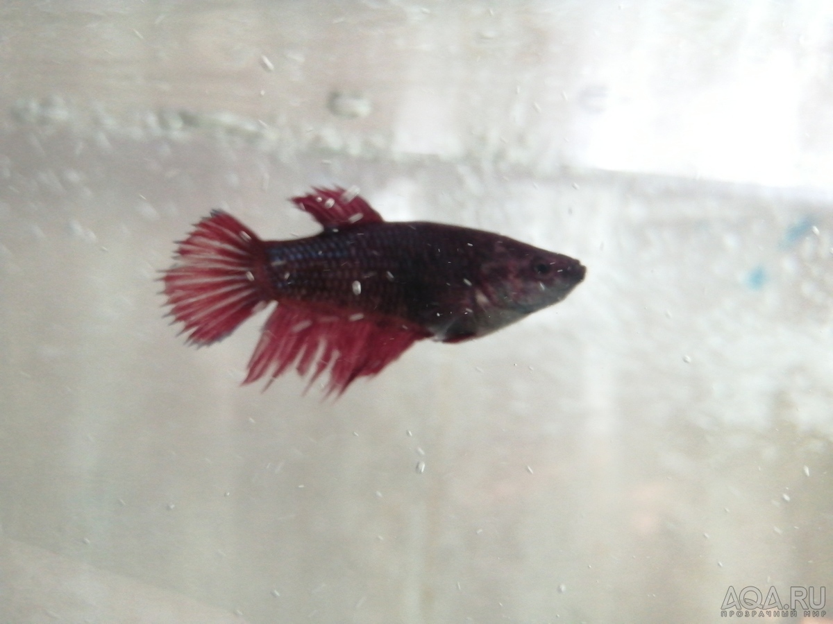 Фотографии наших Betta splendens