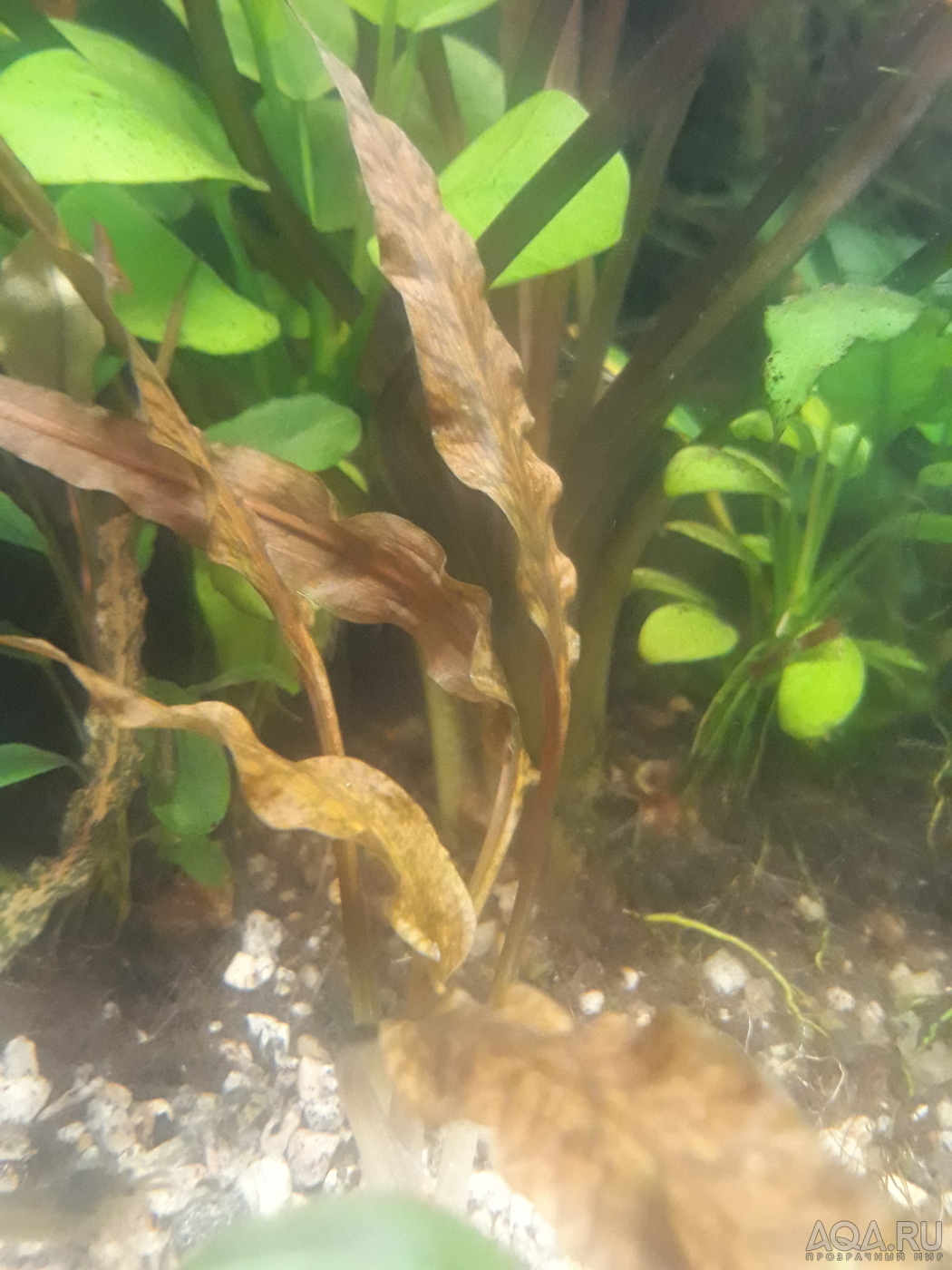 Cryptocoryne Аlbida 'Krasnaya' 2019 г.