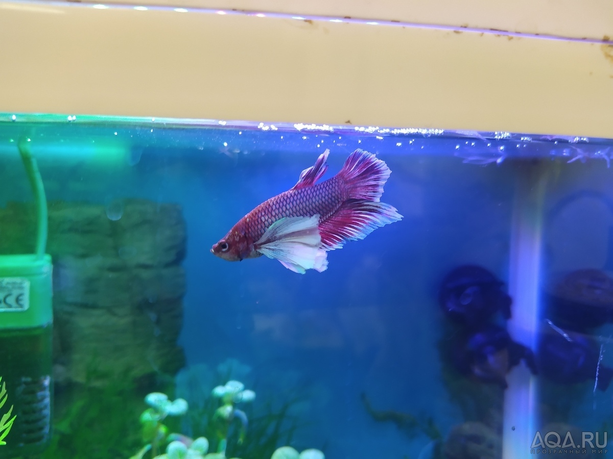 Фотографии наших Betta splendens