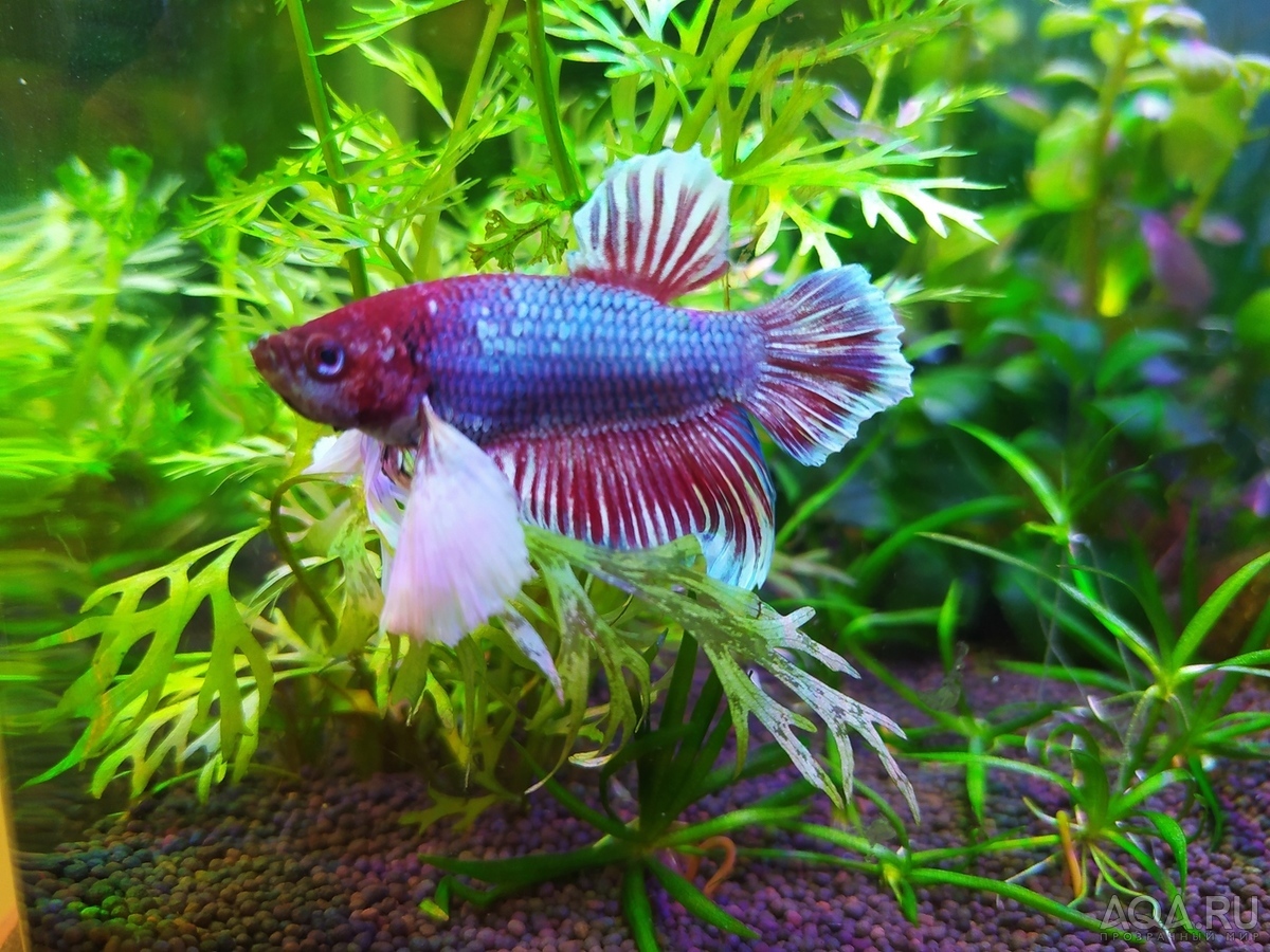 Фотографии наших Betta splendens