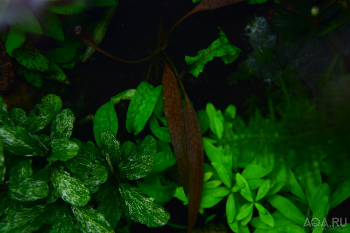 Cryptocoryne Аlbida 'Krasnaya' 2019 г.