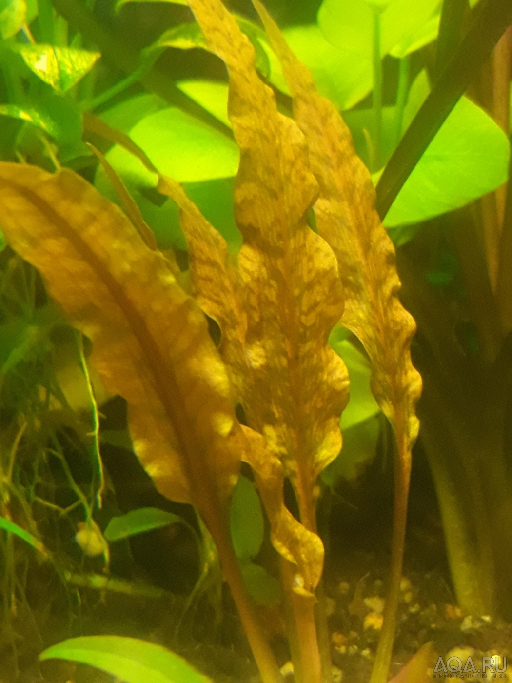 Cryptocoryne Аlbida 'Krasnaya' 2019 г.