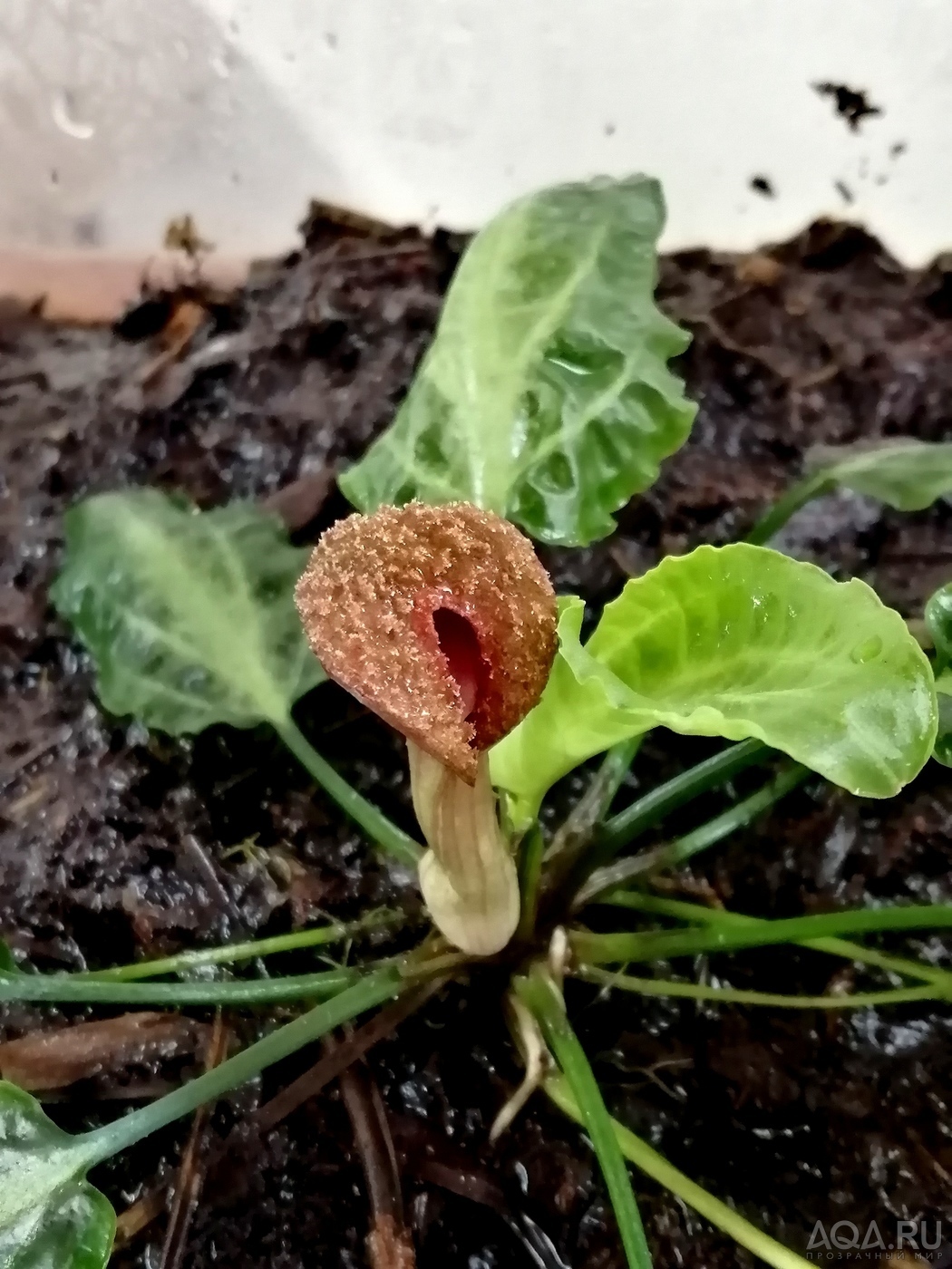 Cryptocoryne nurii