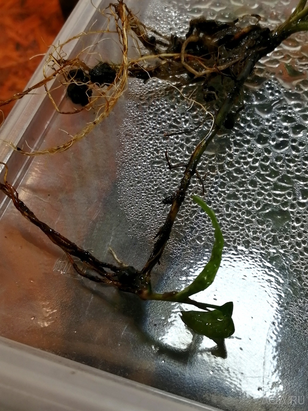 Cryptocoryne bullosa (Криптокорина буллоза)