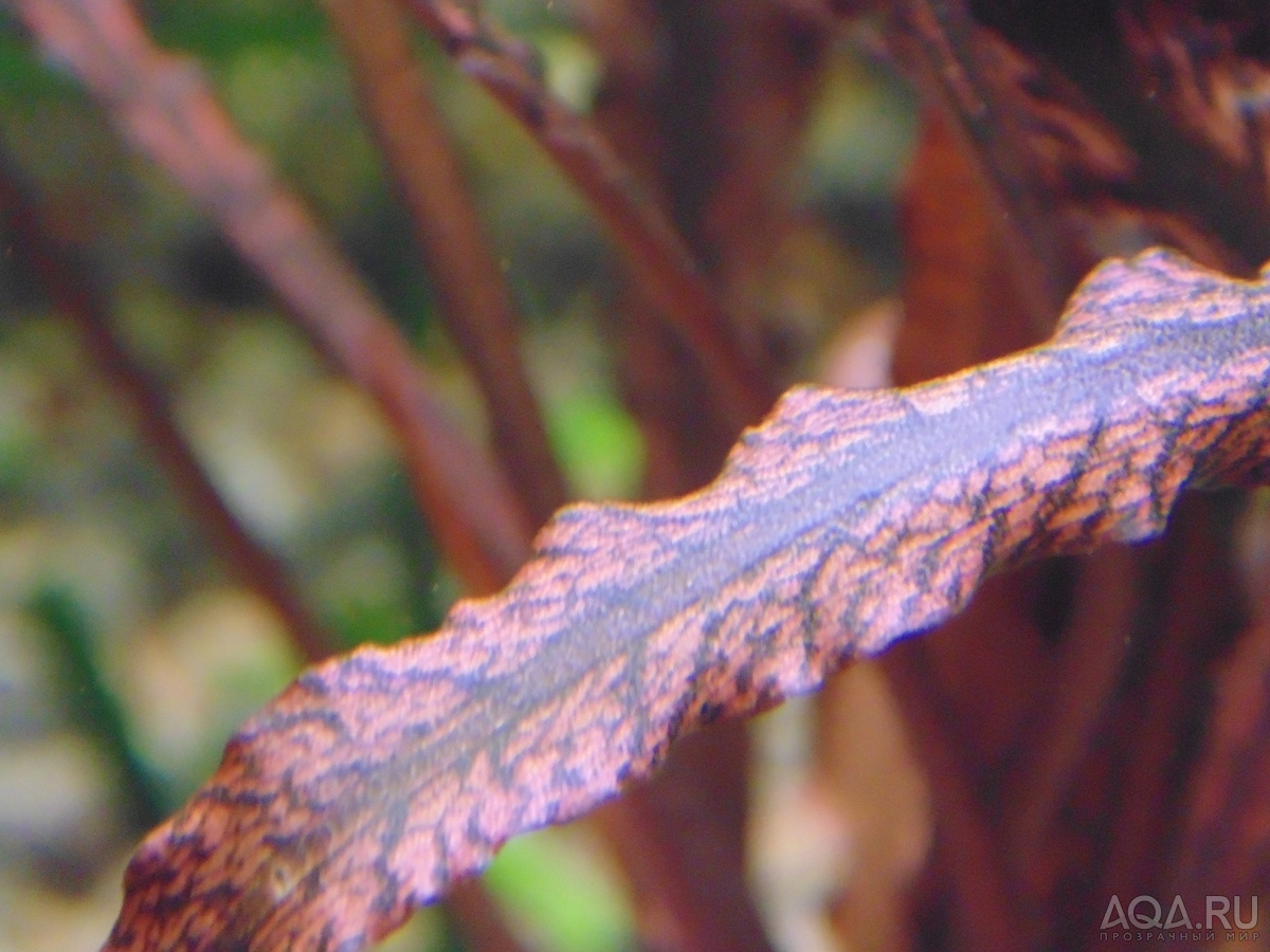 Cryptocoryne sp. 'Maharashtra Red'  и Cryptocoryne Spiralis “Tiger”.