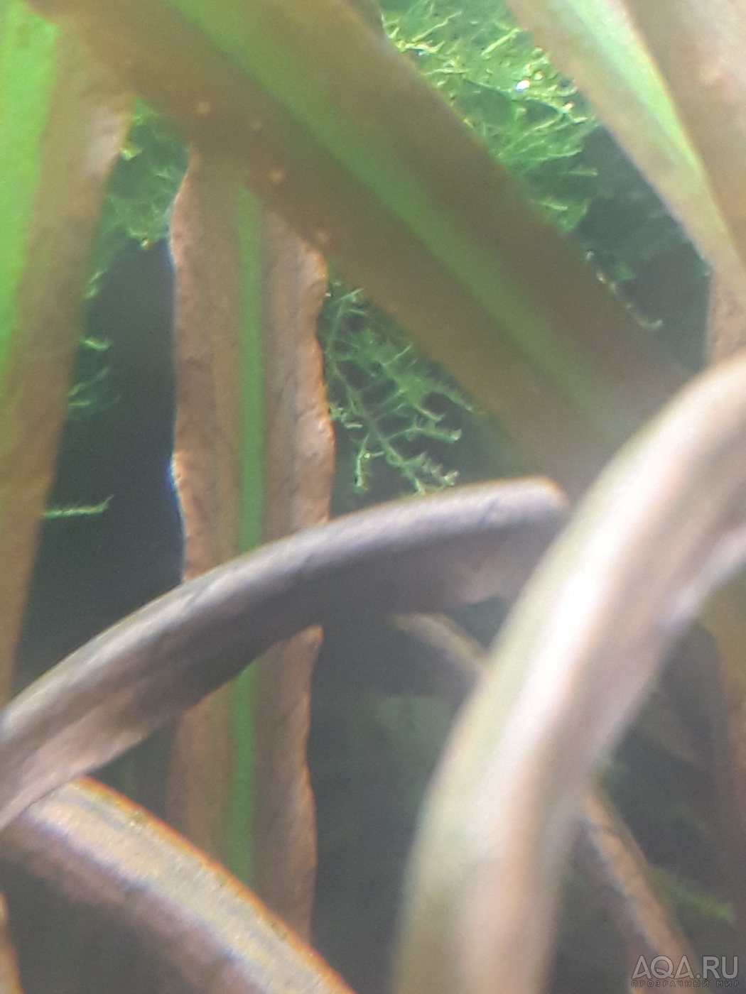 Cryptocoryne sp. 'Maharashtra Red'  и Cryptocoryne Spiralis “Tiger”.