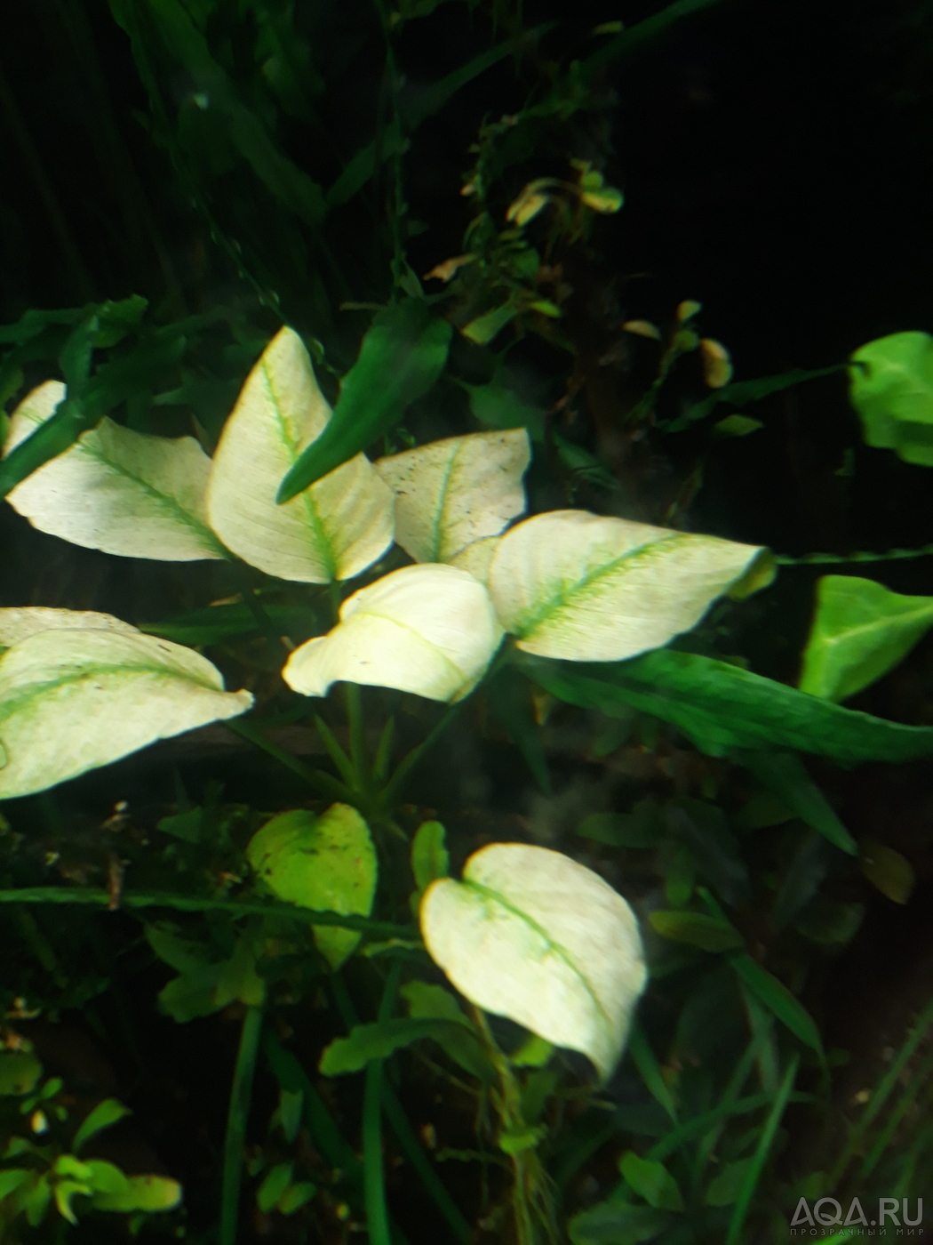 Anubias barteri var. caladiifolia "Panda.