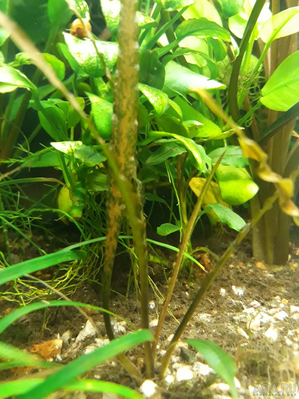 Cryptocoryne Spiralis f. “Black”