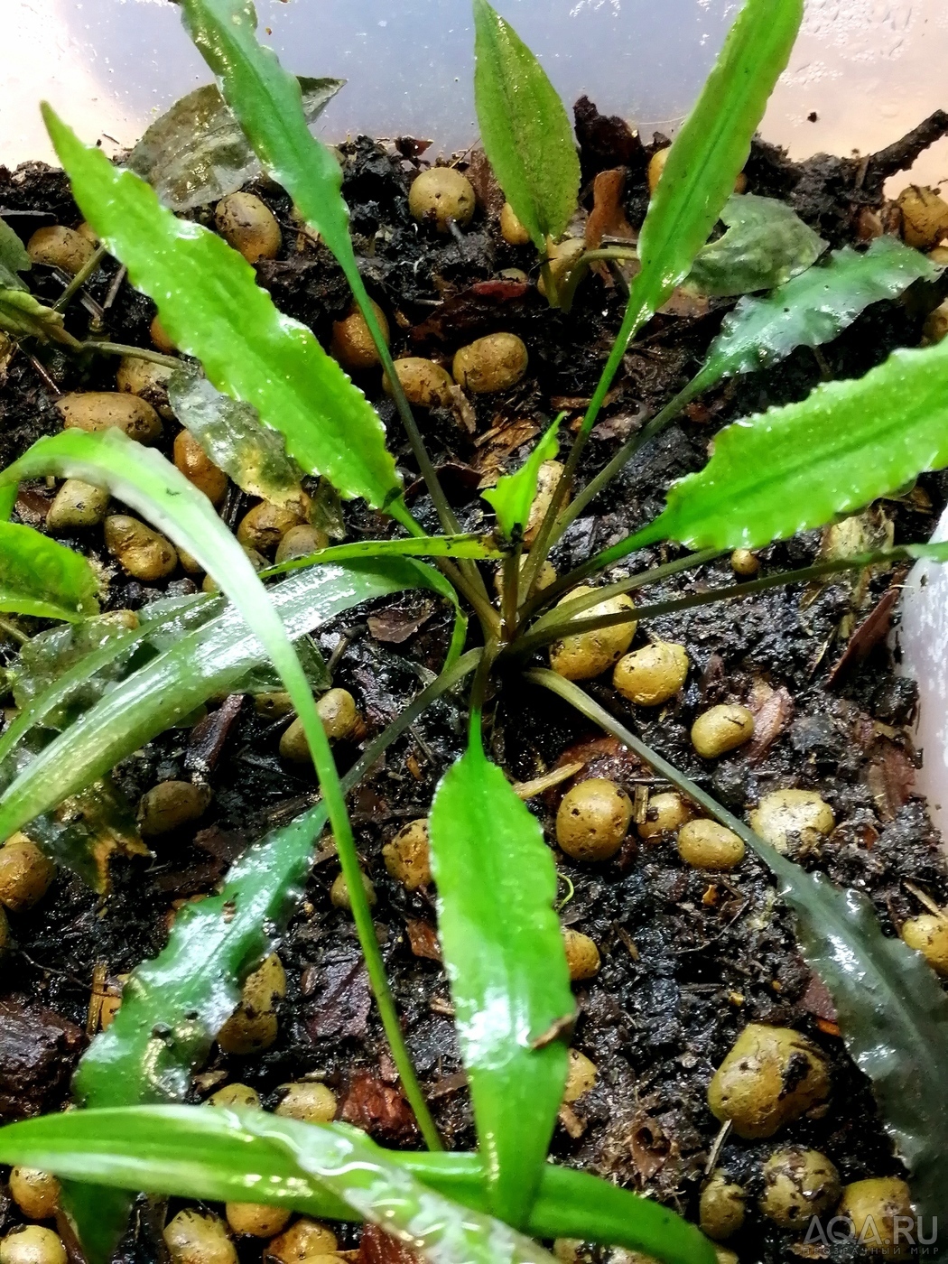 Вариации на тему Cryptocoryne spiralis