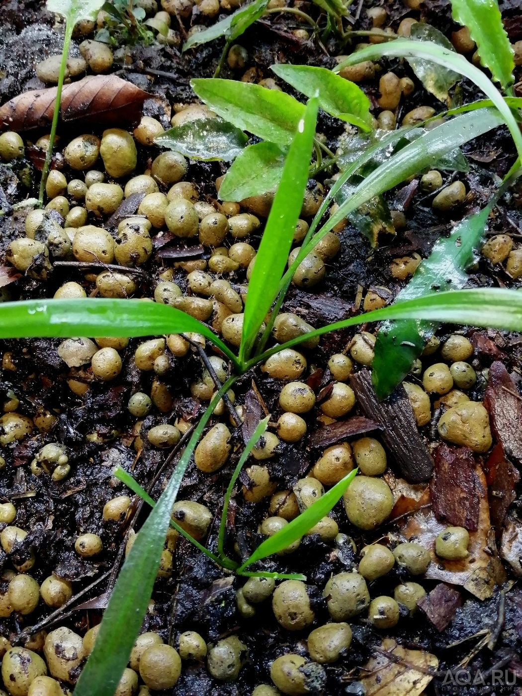 Вариации на тему Cryptocoryne spiralis