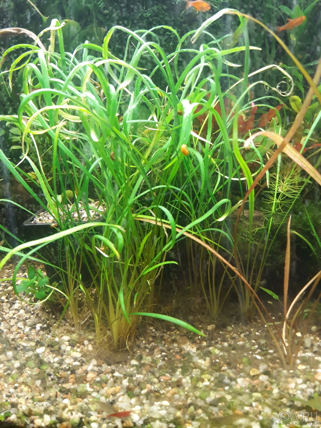 Cryptocoryne Schola forest