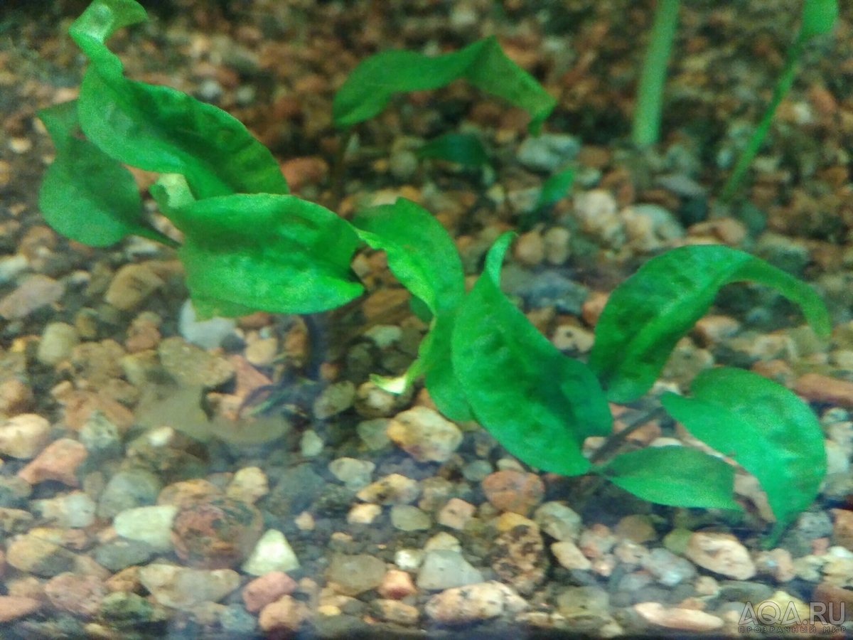 Cryptocoryne scurrilis (Криптокорина шутовидная).