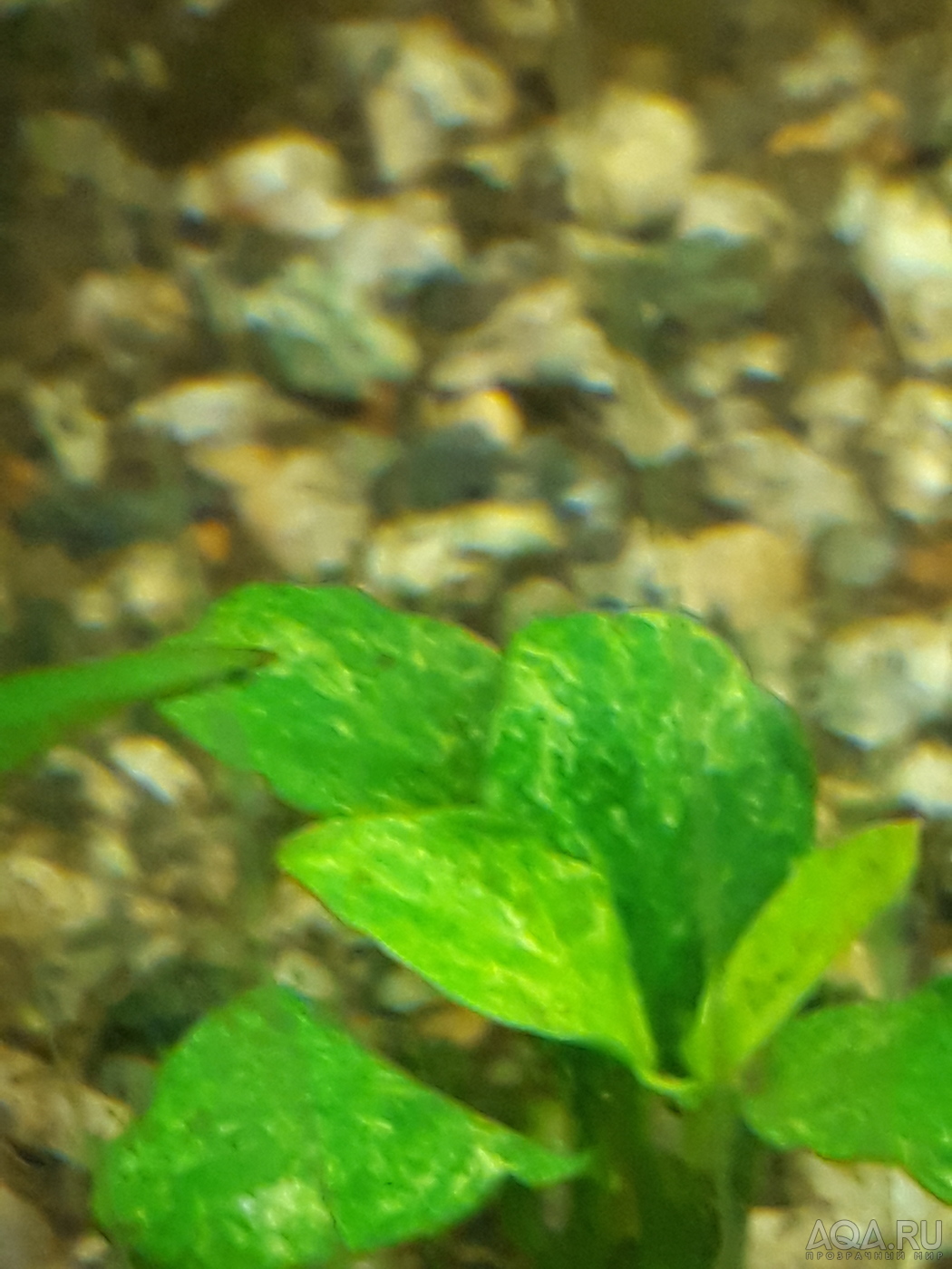 anubias nana petite"Galaxy"