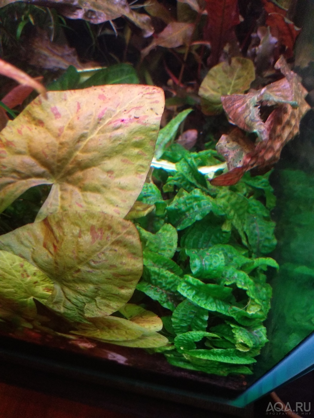 Cryptocoryne scurrilis (Криптокорина шутовидная).