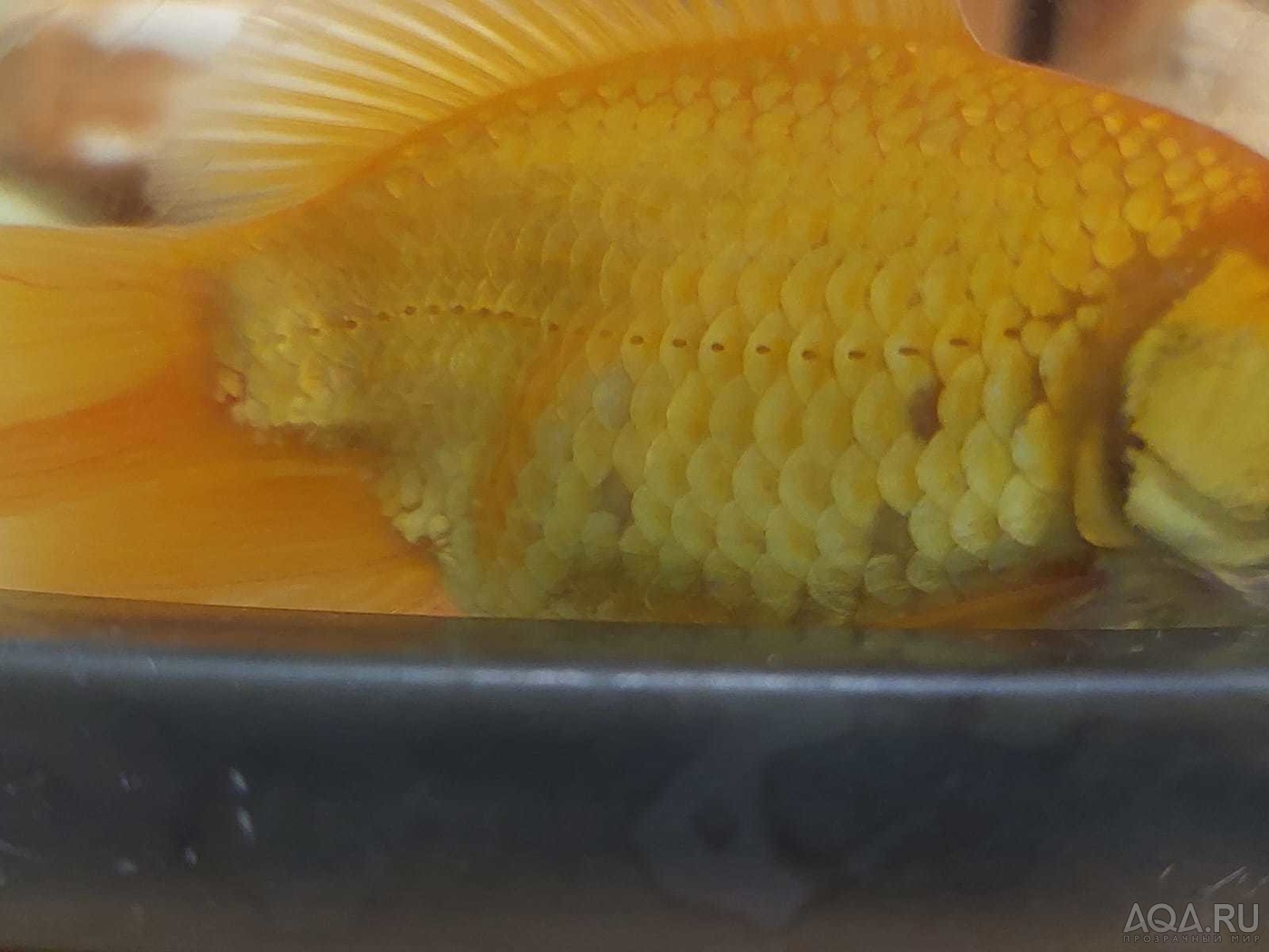 У золотой рыбки выпадает чешуя.