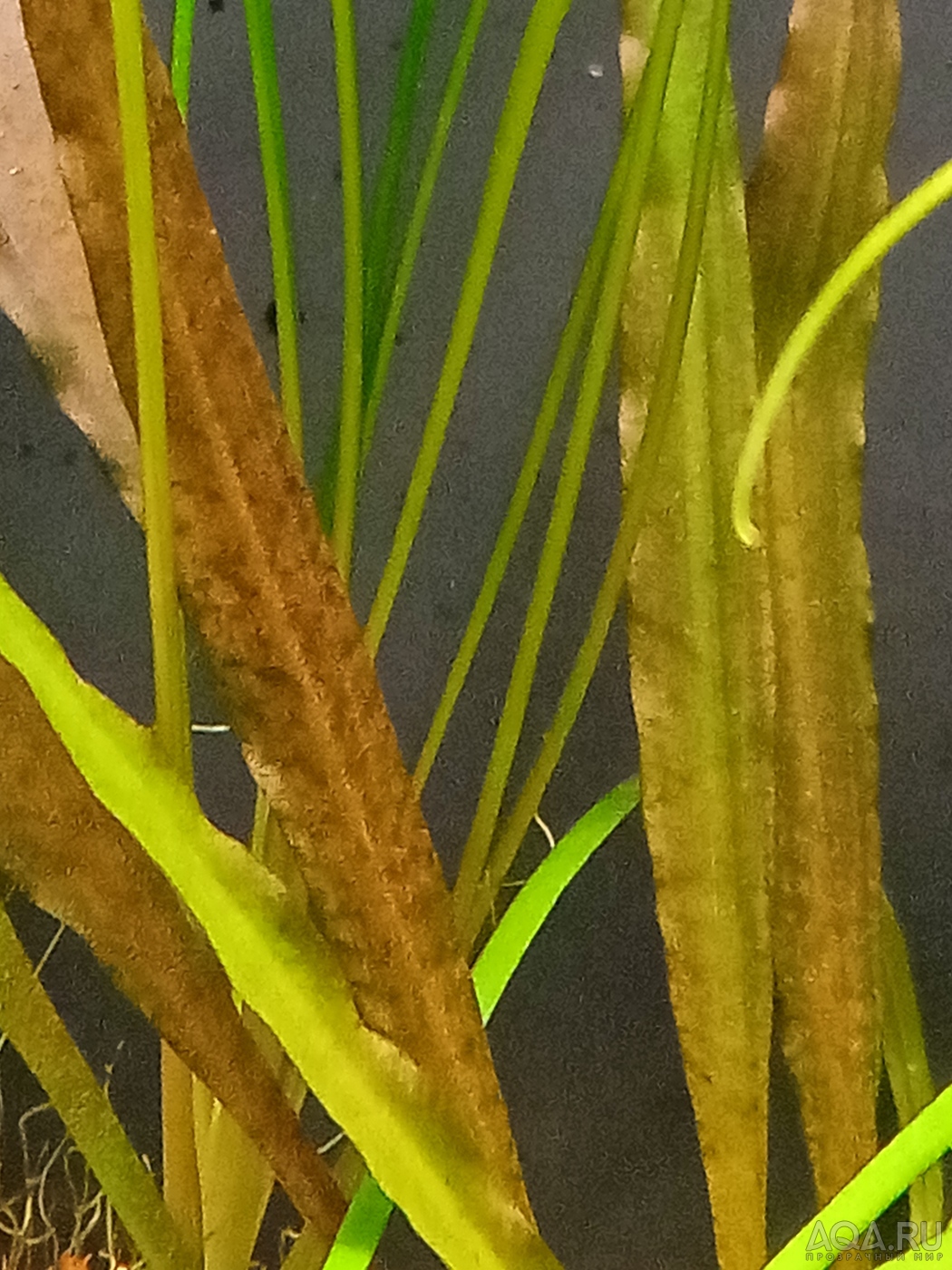 Cryptocoryne Spiralis f. “Black”