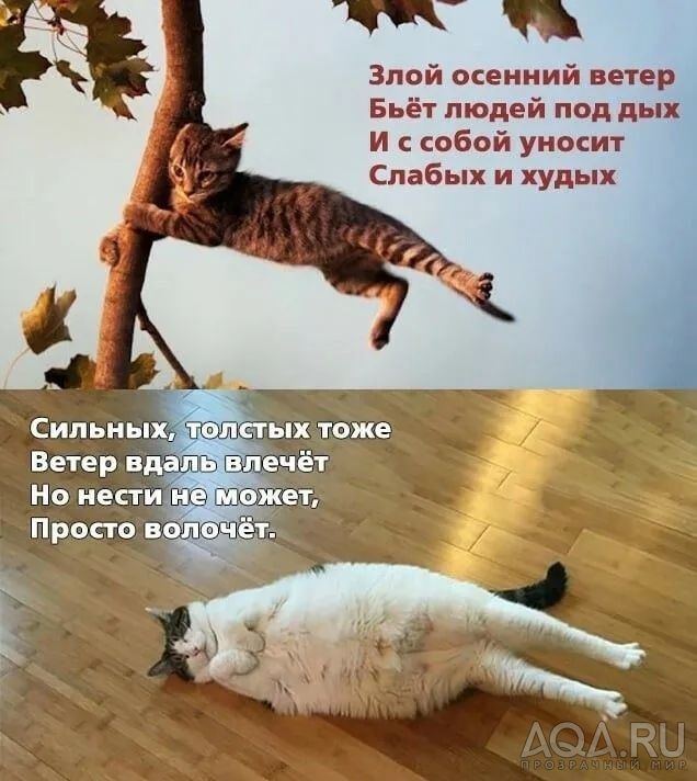 Котенки, кошки и коты нереальной красоты - просто любуемся...