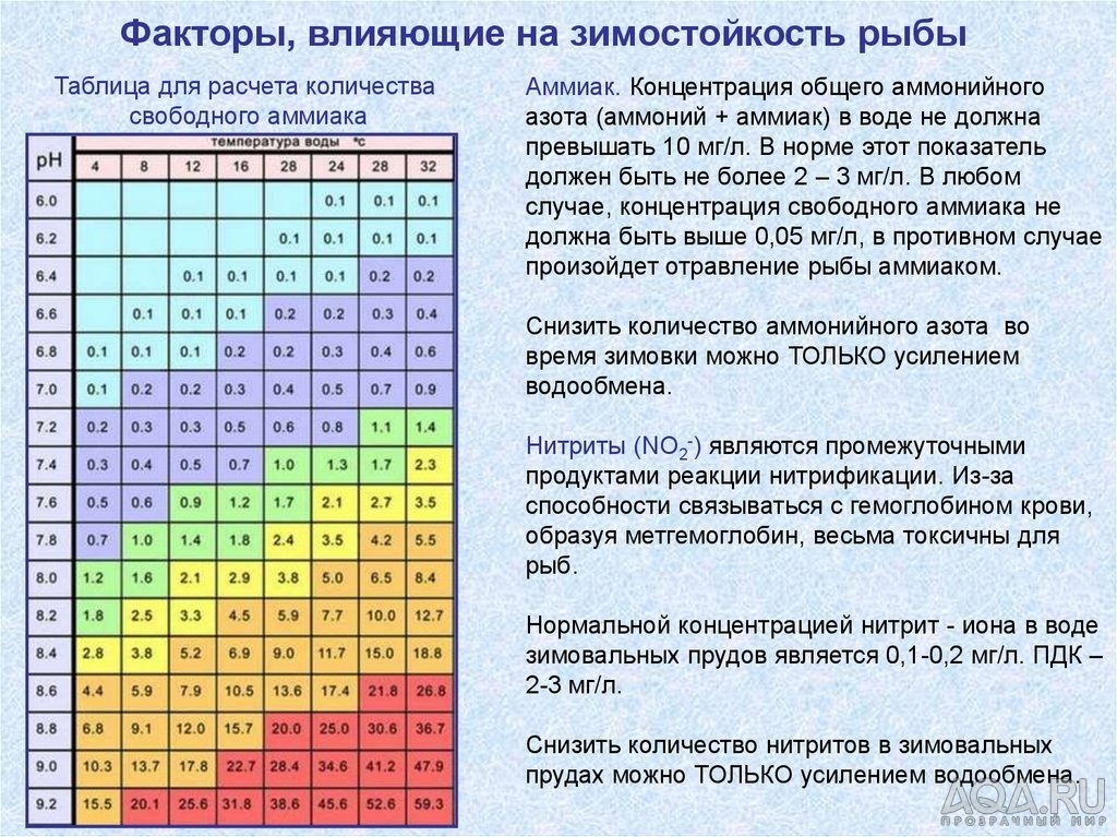 Апистограммы не живут дольше полу года