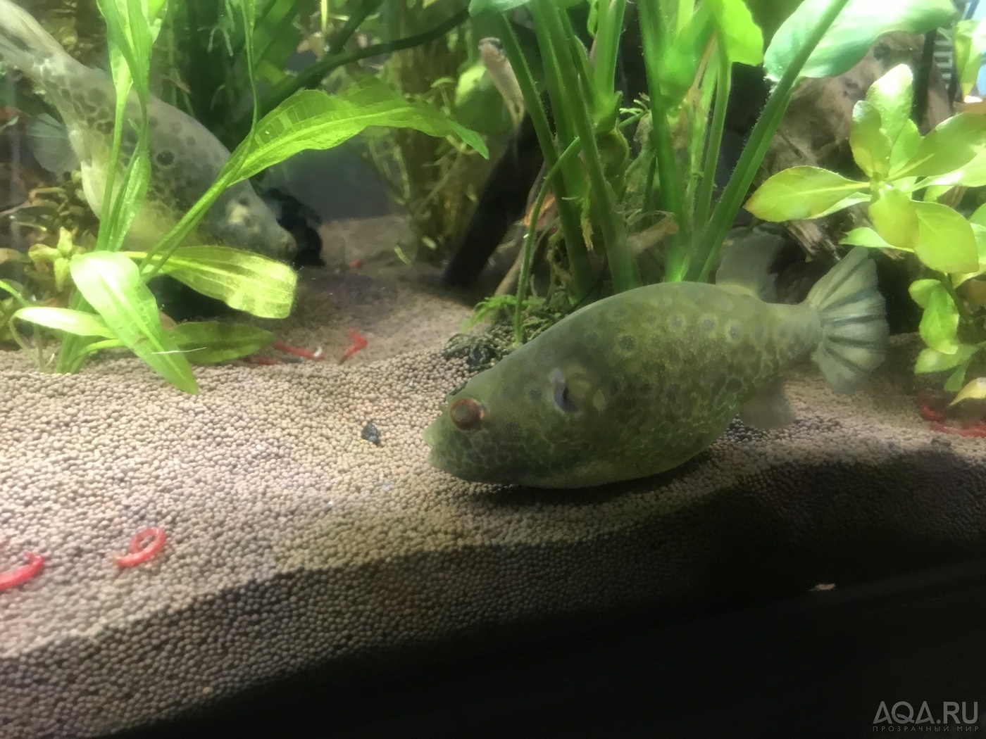 Тетраодон таиландский (Tetraodon leiurus). Переехали в 100 литровку.