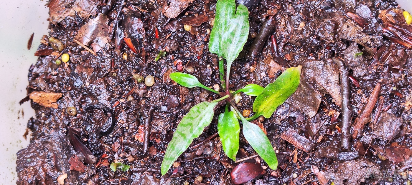 Cryptocoryne auriculata (Криптокорина аурикулата)