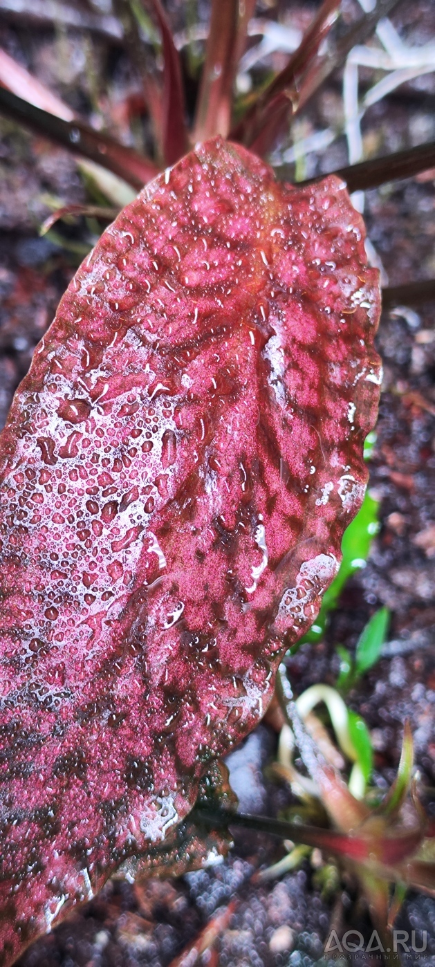 Cryptocoryne striolata (Криптокорина стриолата)