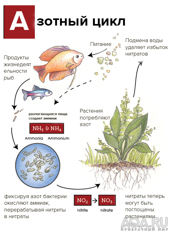 3. Принципы расположения коряг в аквариуме