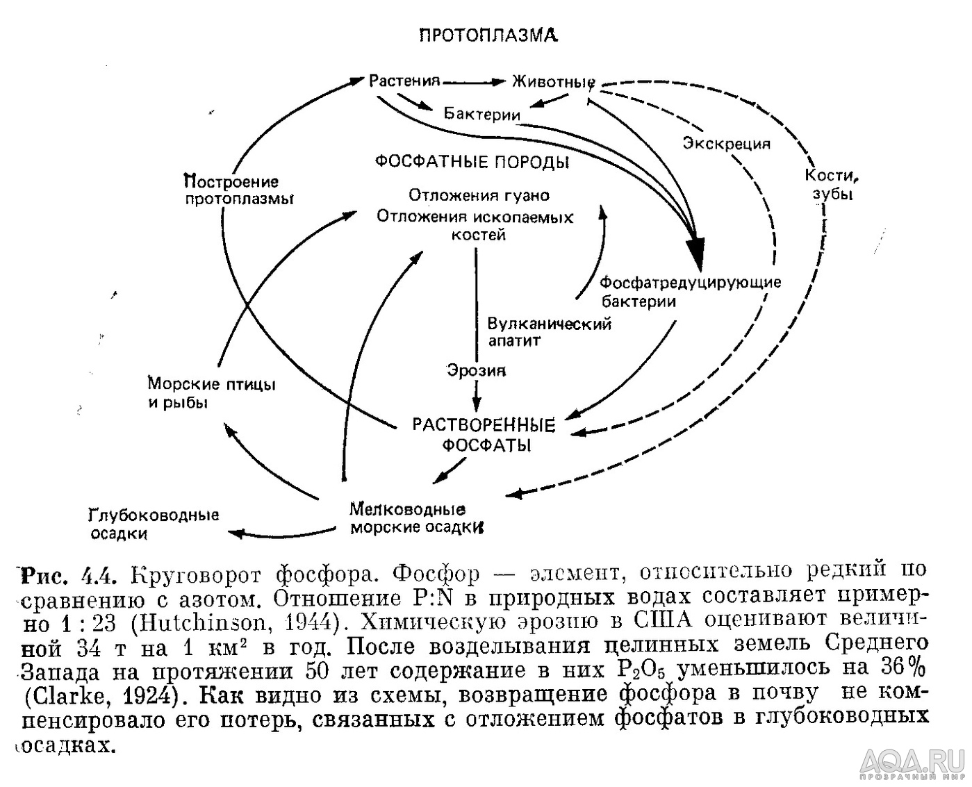 3. Принципы расположения коряг в аквариуме