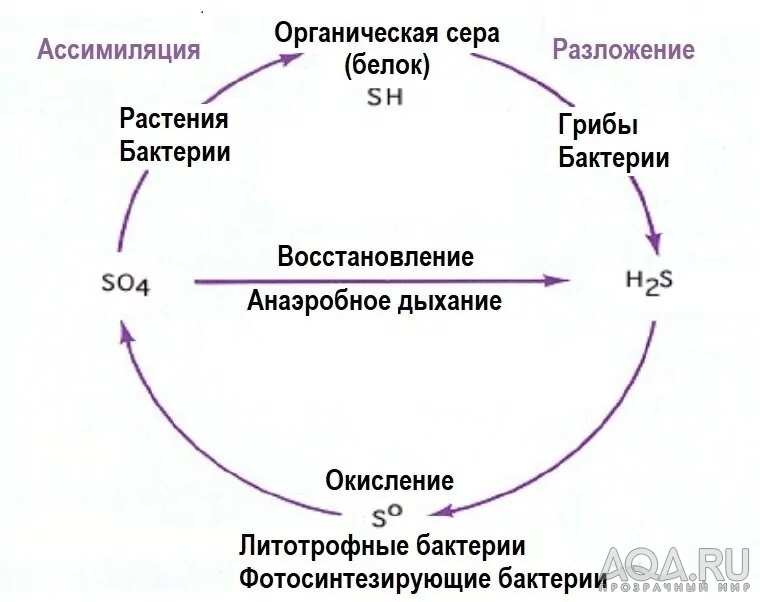 3. Принципы расположения коряг в аквариуме