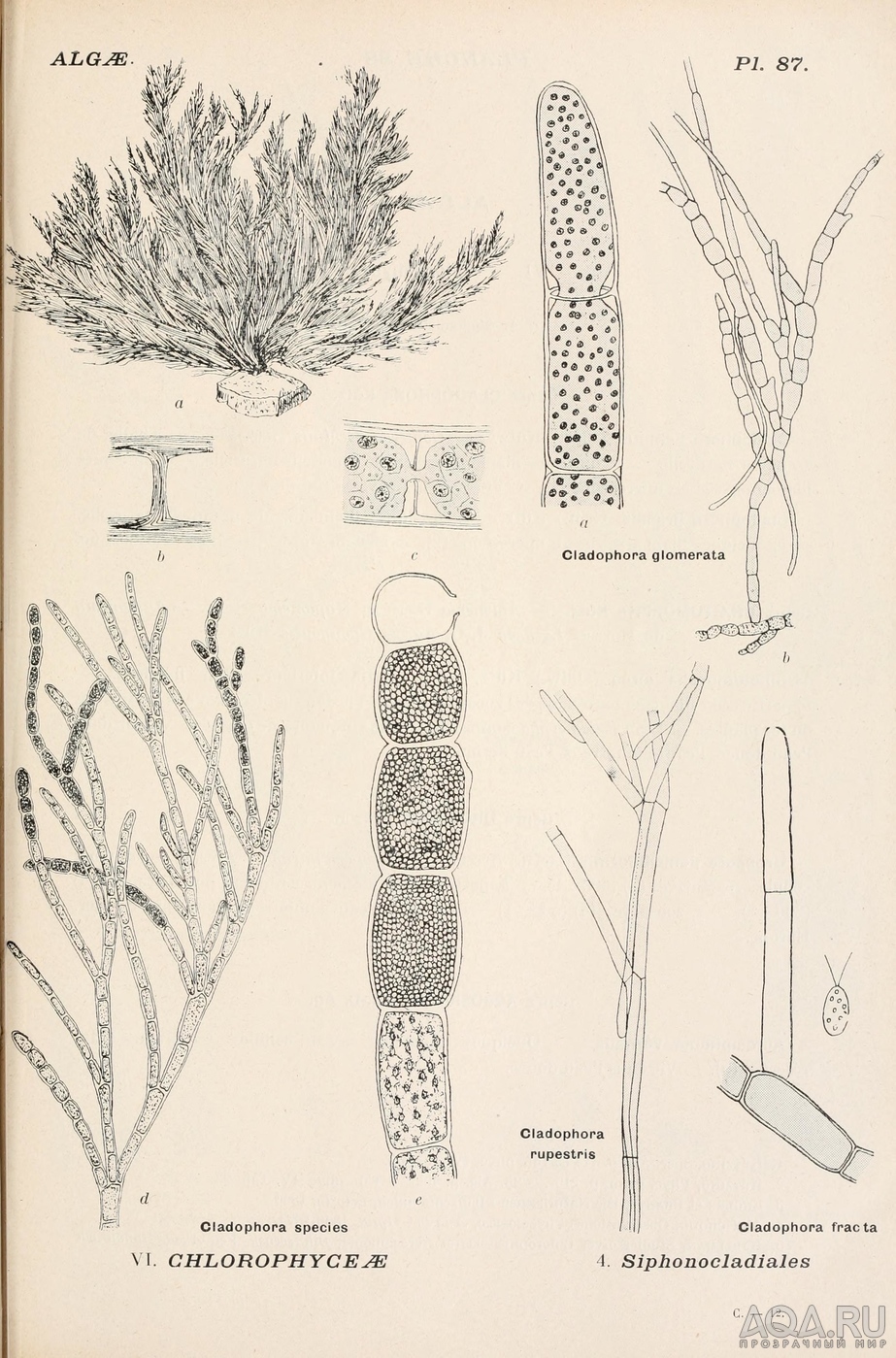 Кладофора - Cladophora Glomerata