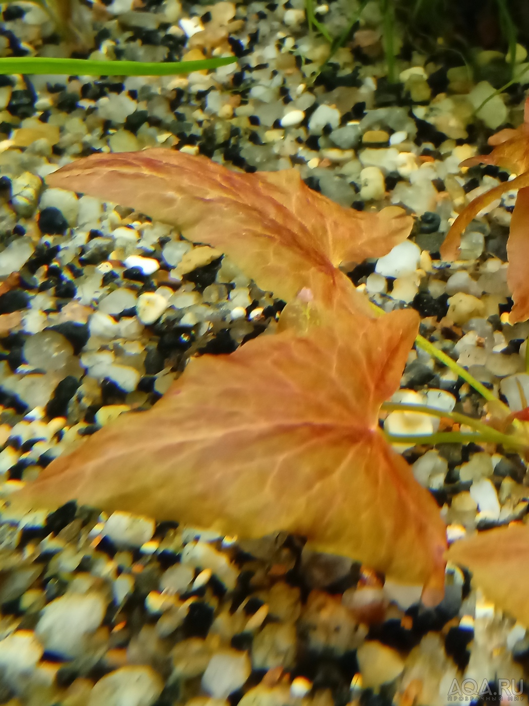 Nymphaea sp. "Red Dwarf" Tapajos