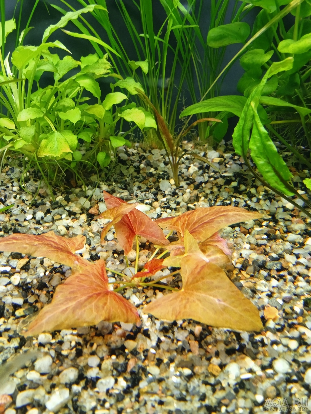 Nymphaea sp. "Red Dwarf" Tapajos