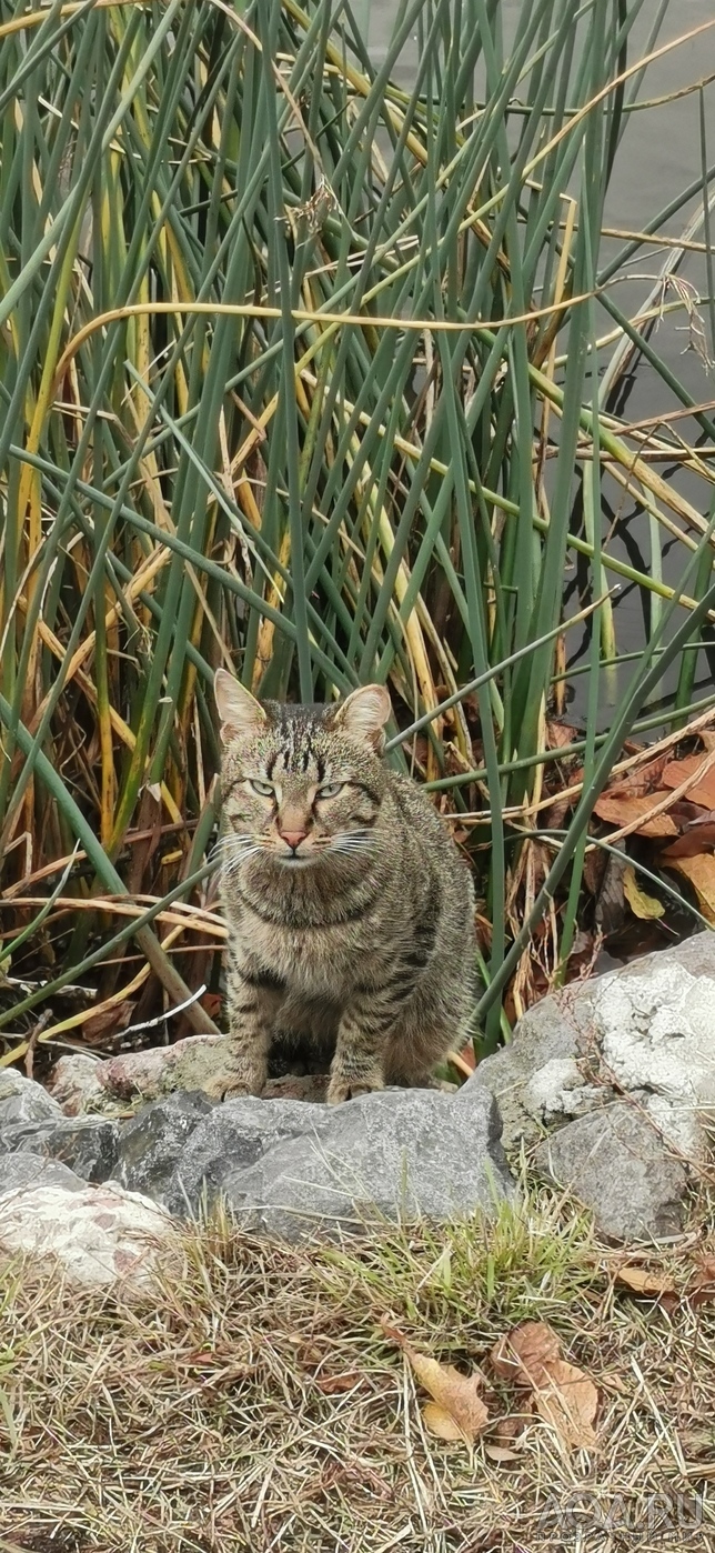 Котенки, кошки и коты нереальной красоты - просто любуемся...