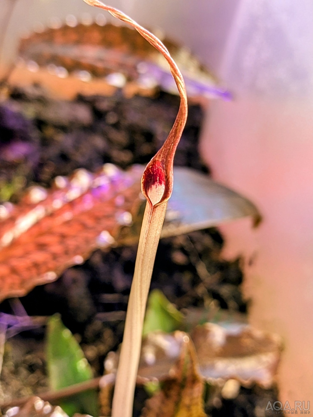 Cryptocoryne striolata (Криптокорина стриолата)