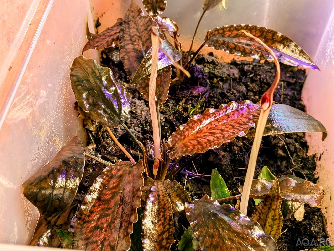 Cryptocoryne striolata (Криптокорина стриолата)