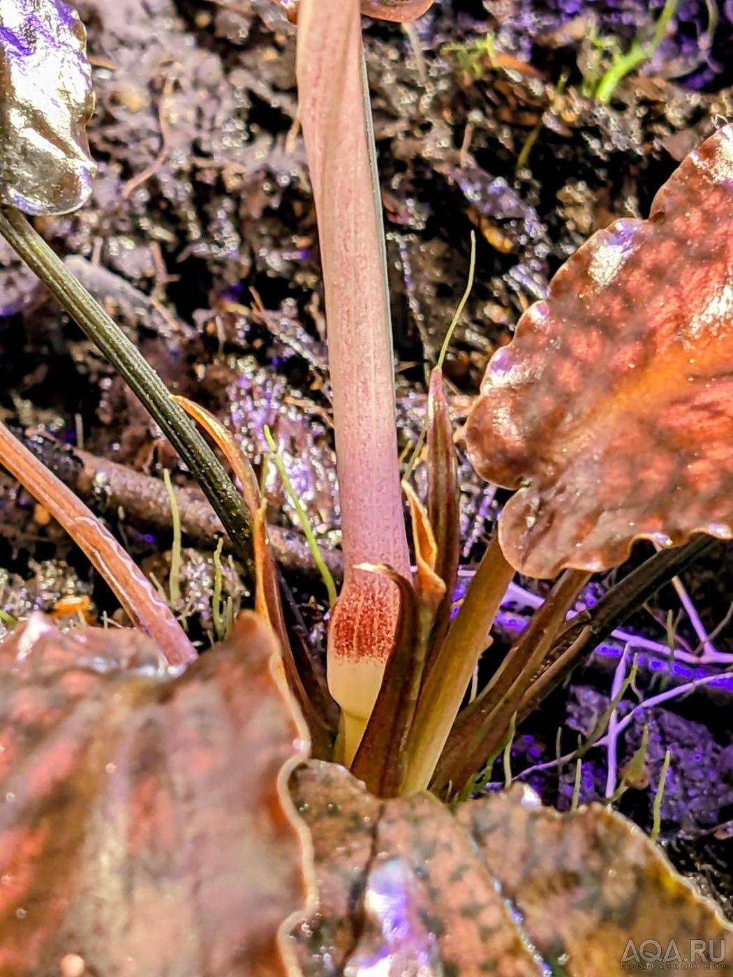 Cryptocoryne striolata (Криптокорина стриолата)