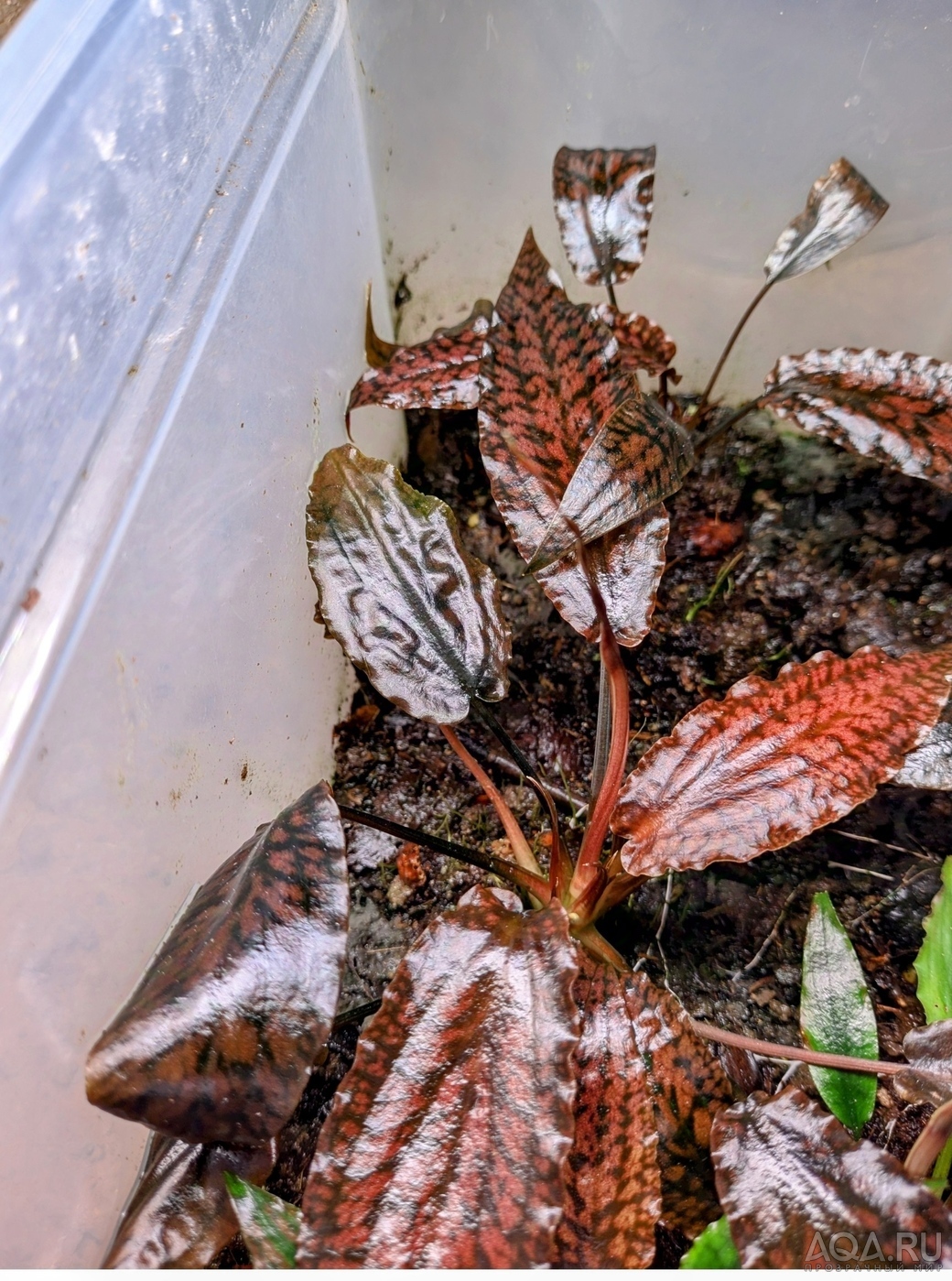 Cryptocoryne striolata (Криптокорина стриолата)