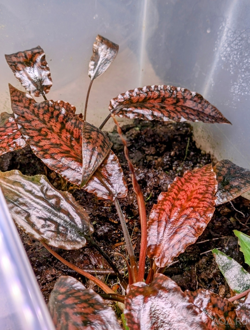 Cryptocoryne striolata (Криптокорина стриолата)