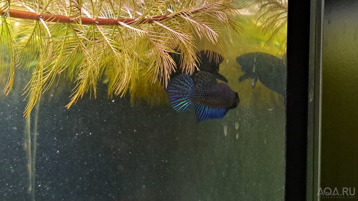 Betta mahachaiensis, подростки.