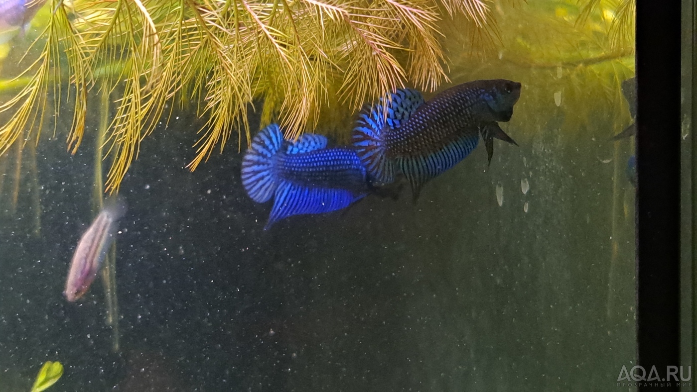 Betta mahachaiensis, подростки.