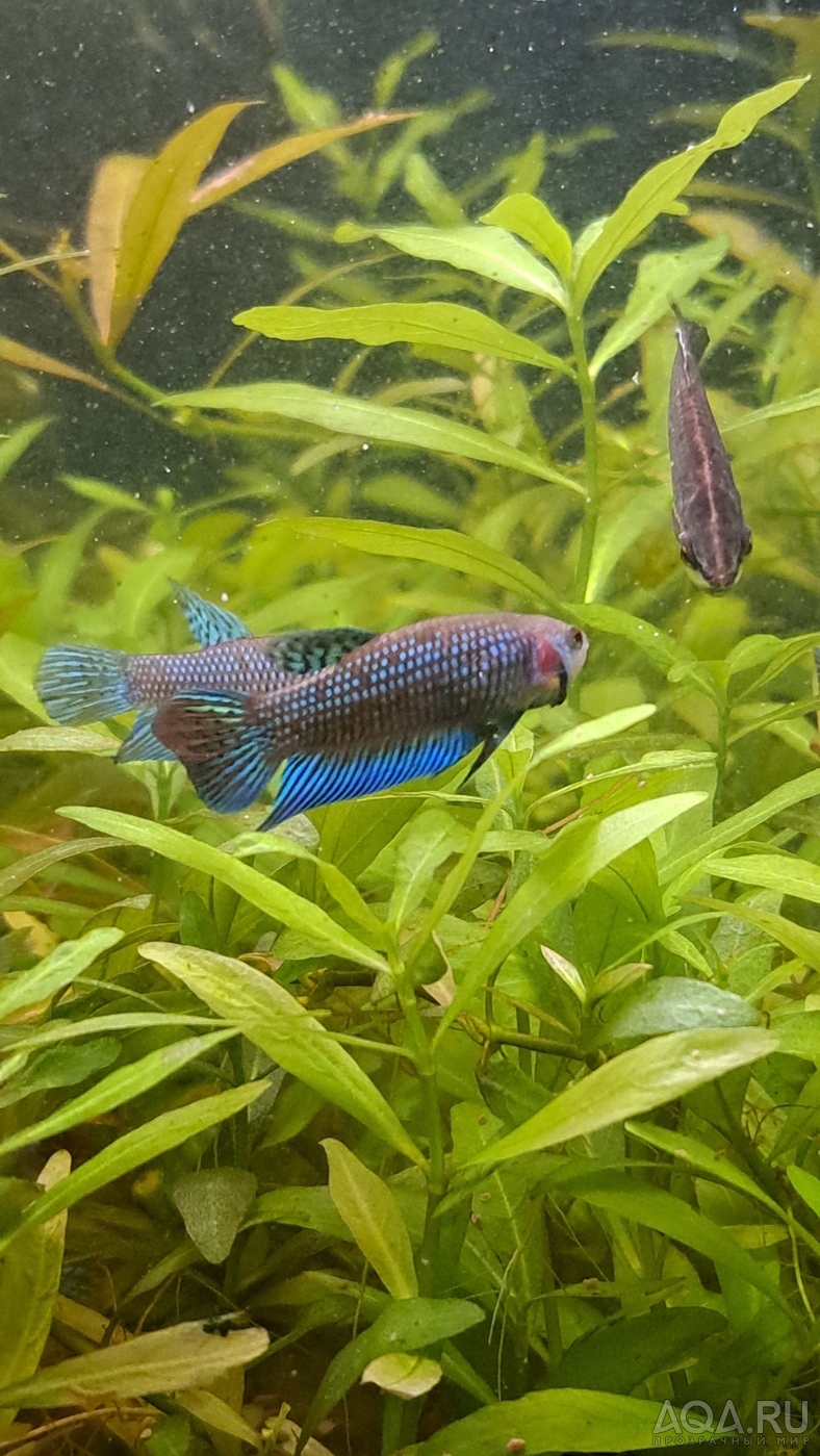 Betta mahachaiensis, подростки.