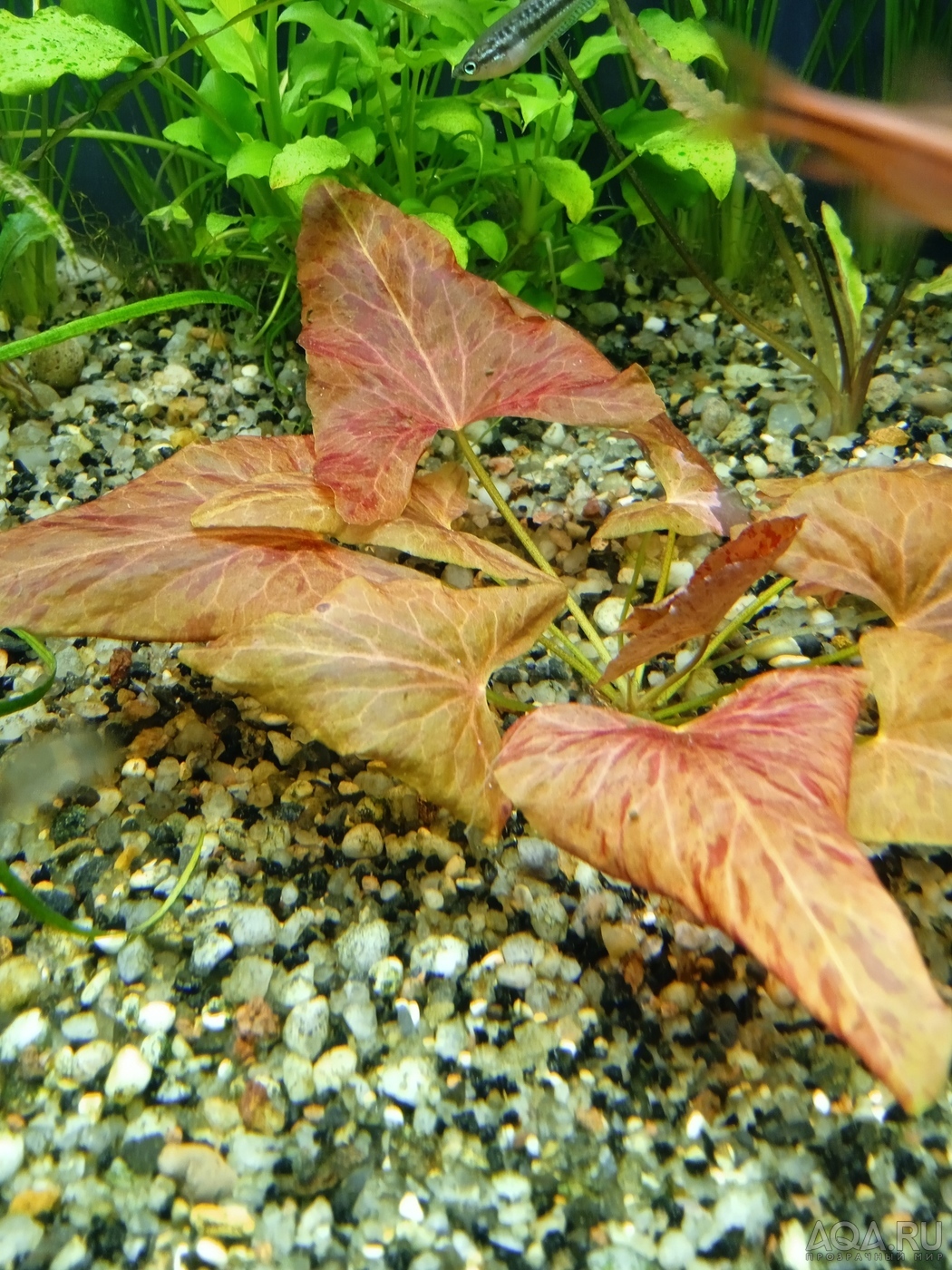 Nymphaea sp. "Red Dwarf" Tapajos