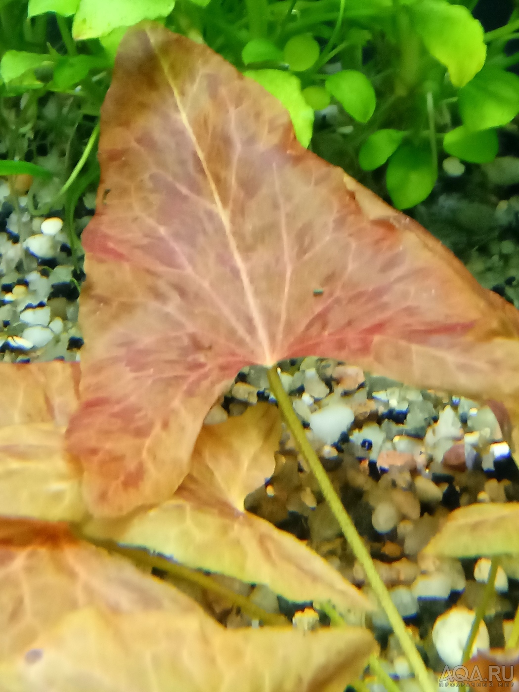 Nymphaea sp. "Red Dwarf" Tapajos