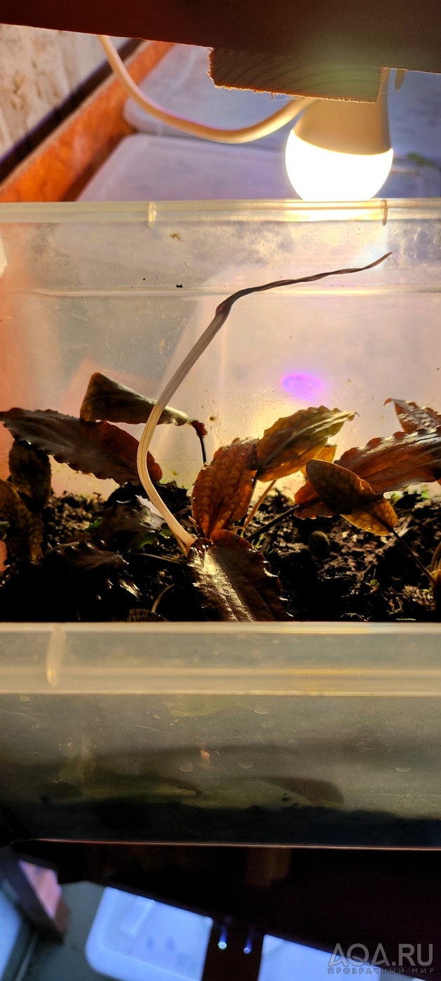 Cryptocoryne striolata (Криптокорина стриолата)