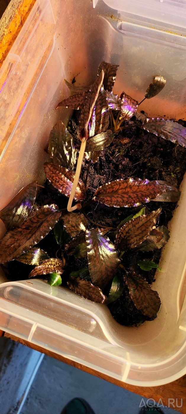 Cryptocoryne striolata (Криптокорина стриолата)