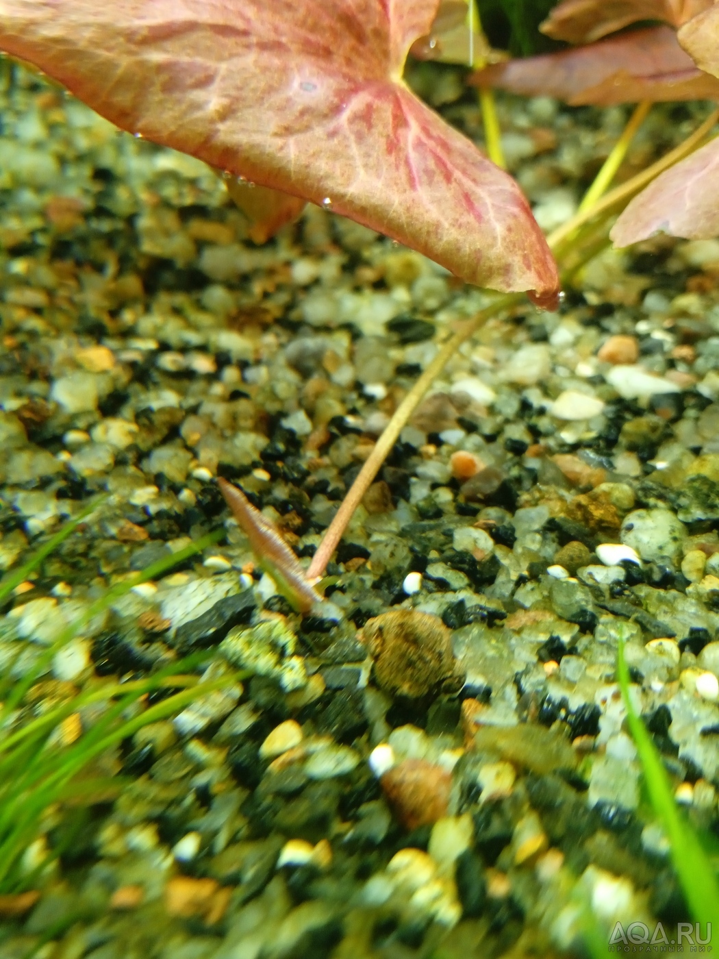 Nymphaea sp. "Red Dwarf" Tapajos