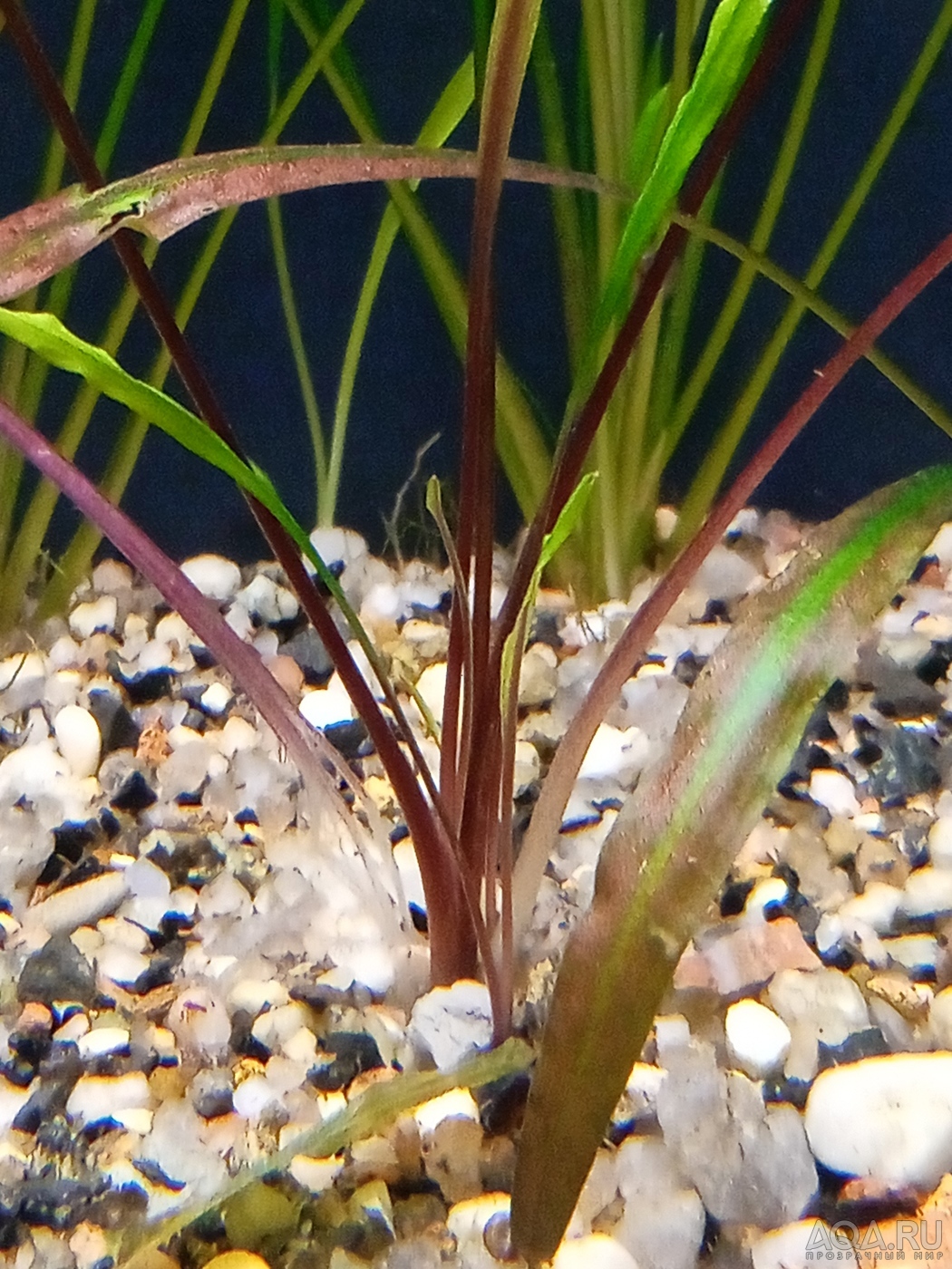 Cryptocoryne sp.”Kannor”