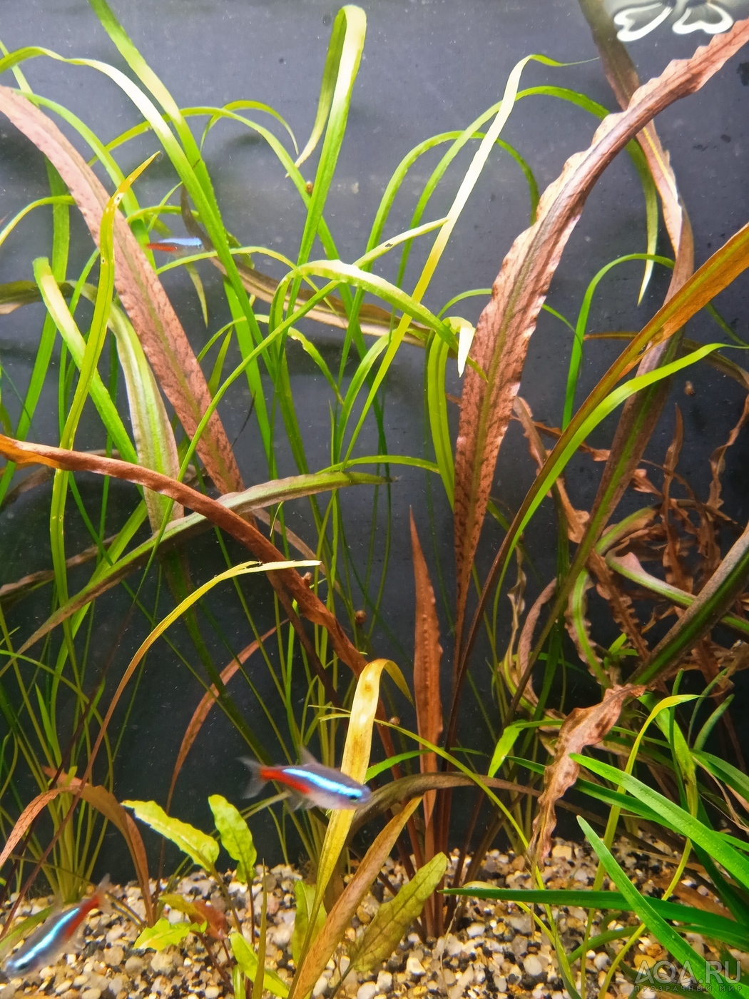 Cryptocoryne Schola forest