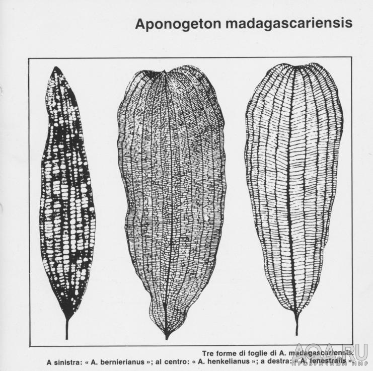 Мадагаскарский апоногетон